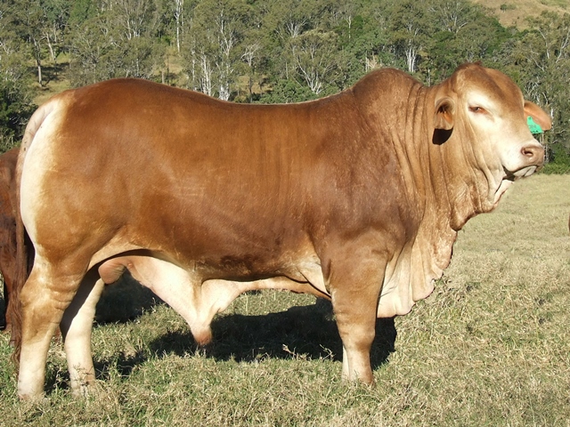 Bryvonlea Next Genesis